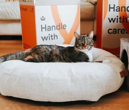 Cat napping in front of moving boxes