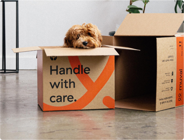 Cute dog poking head out from the top of a moving box